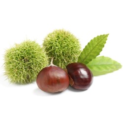 Stickers chateignes avec feuille