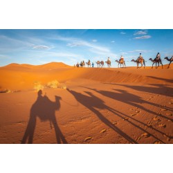 Sticker chameau devant pyramide