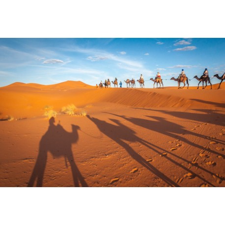 Sticker chameau devant pyramide