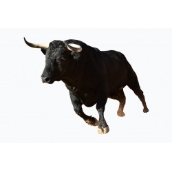 Sticker taureau en piste