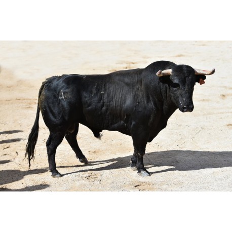 Sticker taureau en piste