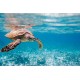 Sticker sirene barre bateau