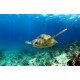 Sticker tortue sous la mer
