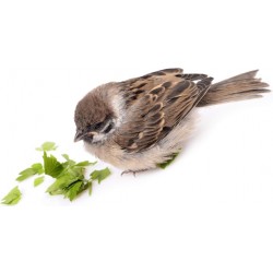 Sticker petit moineau