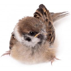 Sticker petit moineau patiente