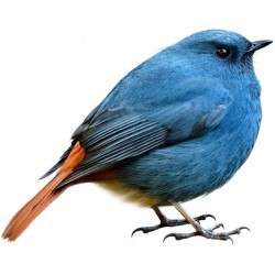 Sticker petit moineau se repose