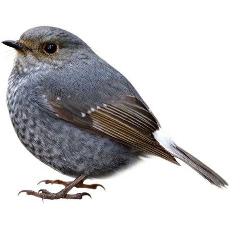 Sticker petit oiseau bleu