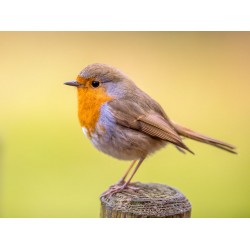 Sticker petit oiseau bleu roi