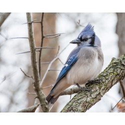 Sticker rouge gorge sur sa branche