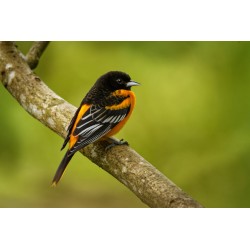 Sticker hibou en nature