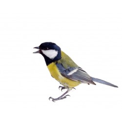 Sticker oiseau mesange