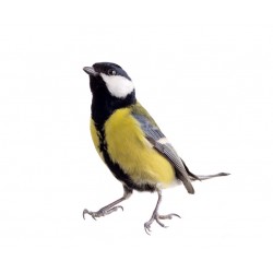 Sticker oiseau mesange chante