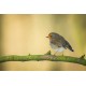 Sticker petit rouge gorge