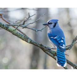 Sticker petit rouge gorge sur branche