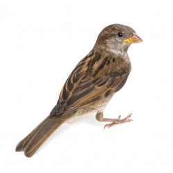 Sticker petit oiseau jaune