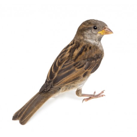 Sticker petit oiseau jaune