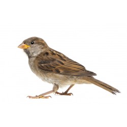 Sticker petit oiseau