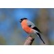 Sticker petit oiseau