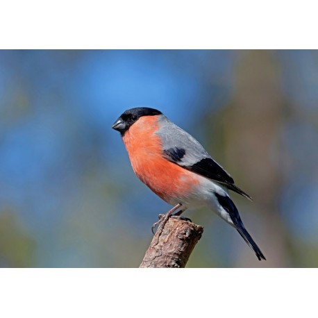 Sticker petit oiseau