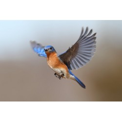 Sticker petit oiseau en vol