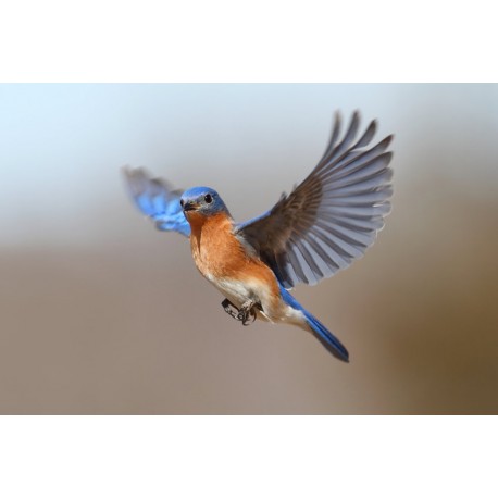 Sticker petit oiseau en vol