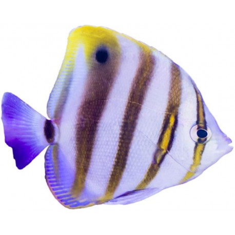 Sticker poisson triangle