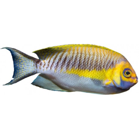 Sticker mural poisson jaune