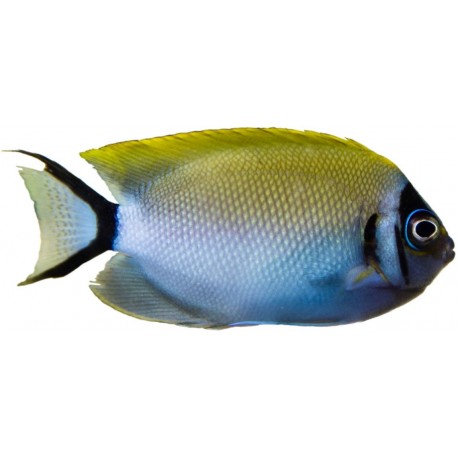 Autocollant poisson mi sombre