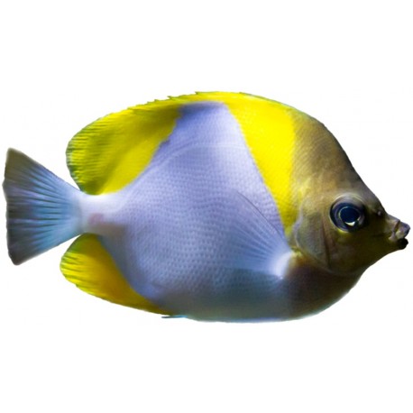 Sticker petit poisson exotique