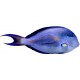 Sticker poisson bulle violet