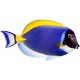 Sticker poisson bleu jaune