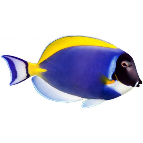 Sticker poisson bleu jaune