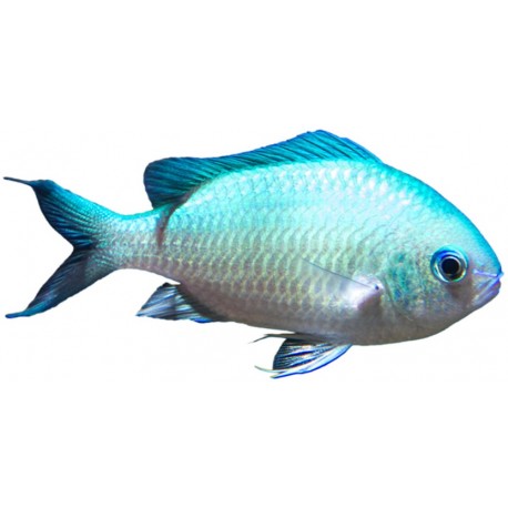 Sticker poisson bleu blanc