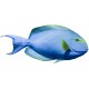 Sticker poisson lune