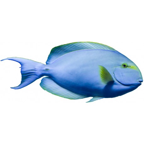 Sticker poisson lune