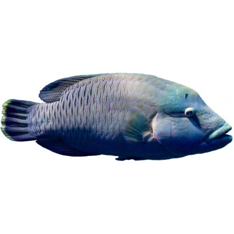Sticker poisson corail
