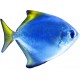 Sticker poisson fin