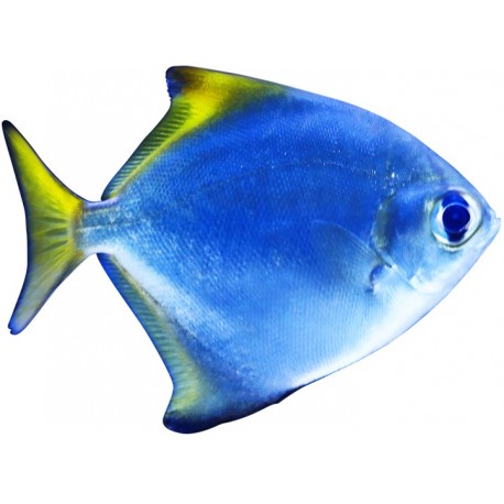 Sticker poisson fin