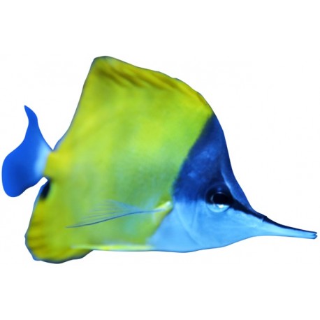 Sticker poisson long nez