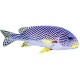 Sticker poisson vague noire