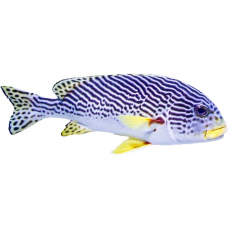 Sticker poisson vague noire