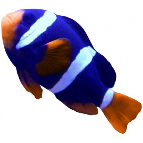 Sticker poisson clown