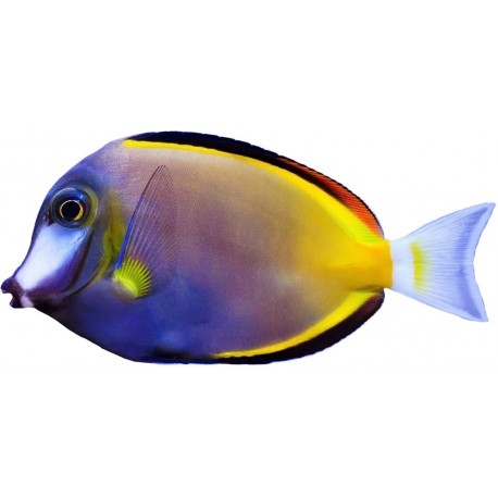 Sticker poisson rond