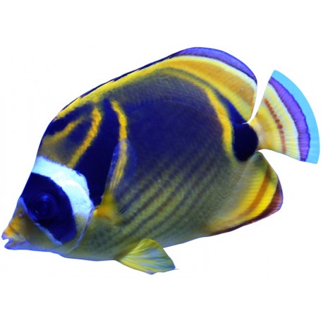 Sticker poisson aquarium