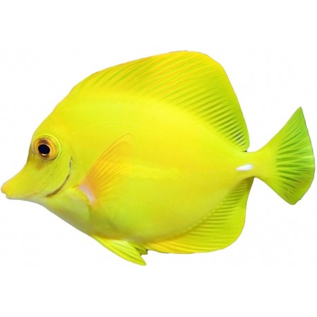 Sticker muraux poisson aquarium jaune