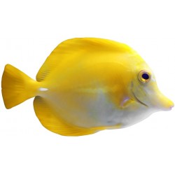 Sticker poisson aquarium jaune blanc