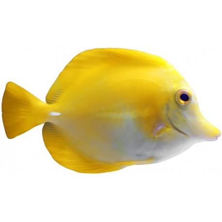 Sticker poisson aquarium jaune blanc