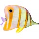 Sticker poisson aquarium bandeau