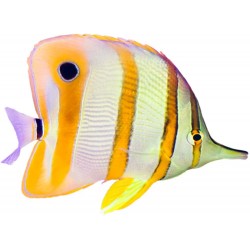 Sticker poisson aquarium bandeau