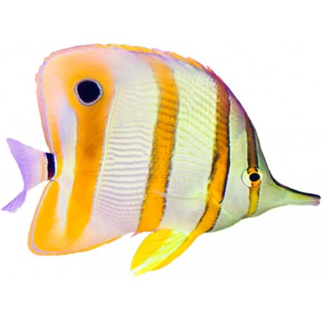 Sticker poisson aquarium bandeau